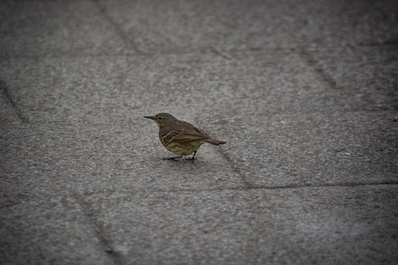 perching, one animal, vertebrate, no people, animal, concrete, ornithologie, animals in the wild, day, city, nature, transportation, sparrow, full length