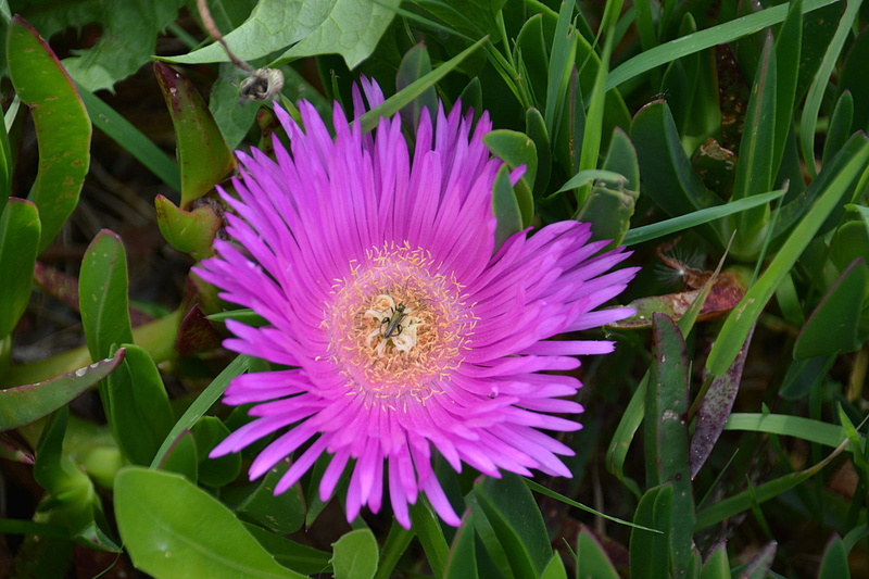 flore, pollen, green color, close-up, floraison, inflorescence, la nature, fragility, leaf, no people, freshness, purple, beauty in nature, vulnerability