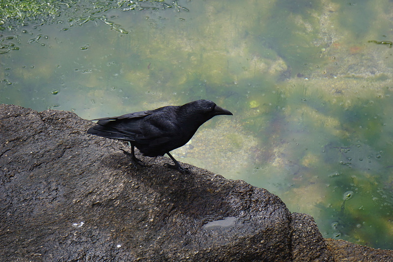 animal wildlife, rock, animal, faune, water, animals in the wild, lake, oiseau, corbeau, outdoors, vertebrate, animal themes, faune sauvage, eau, ornithologie