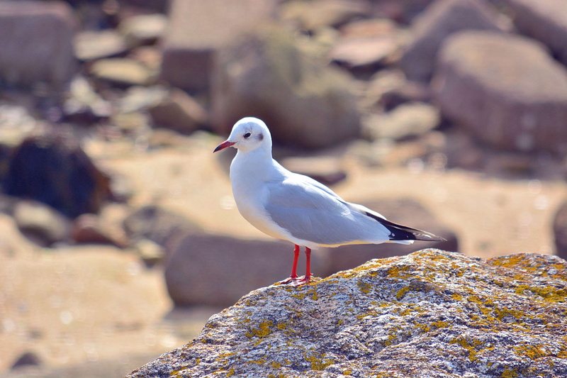 animalier, animal themes, outdoors, mouette, close-up, sea, seagull, day, solid, faune, nature, one animal, dove - bird, perching, rock, plumes, animal wildlife
