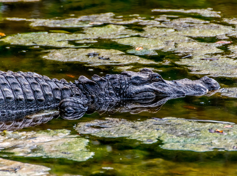vertebrate, nature, animal body part, wildlifephotography, animal, crocodile, one animal, animals in the wild, outdoors, sign, warning sign, animal wildlife