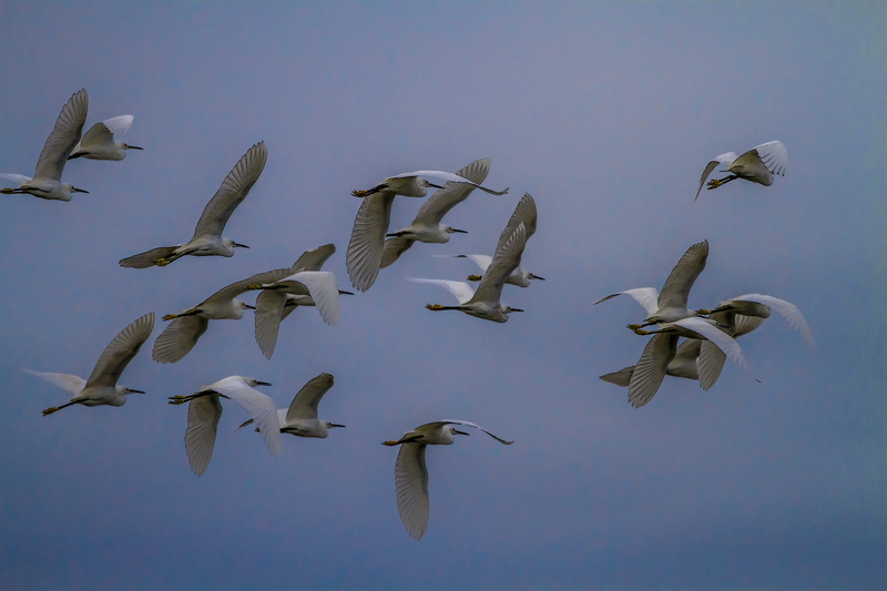 large group of animals, flock of birds, flying, animal wildlife, beauty in nature, low angle view, mid-air, animals, day, no people, 5K, clear sky, motion