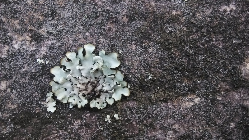 plant, outdoors, 2K, fungus, mushroom, lichen, fragility, directly above, vegetable, rock, freshness, no people, field, yuhuang ding, day, food, high angle view