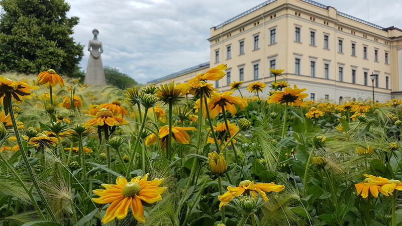 flowering plant, flower head, flowerbed, vulnerability, oslo, sky, royal castle, ornamental garden, king house, plant, yellow, scandinavia, day, architecture