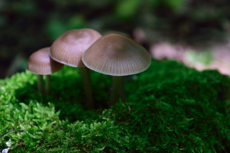 close-up, green color, vulnerability, land, 5K, plant, wild, fungus, beauty in nature, selective focus, outdoors, toadstool, growth, freshness, Nature
