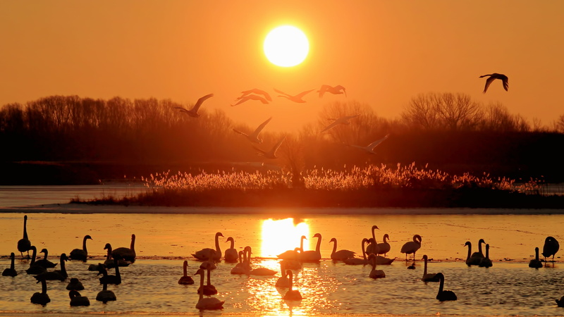 animal, bird, group of animals, sky, animal themes, birds, body, animal wildlife, seagull, sunrise, animals in the wild, silhouette, sun, beach, travel destinations