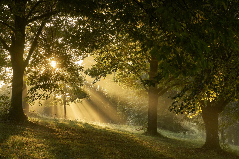 tree, sunlight, land, tranquility, field, landscape, day, outdoors, growth, plant, idyllic, forest, scenics - nature, 5K, no people, streaming, magic