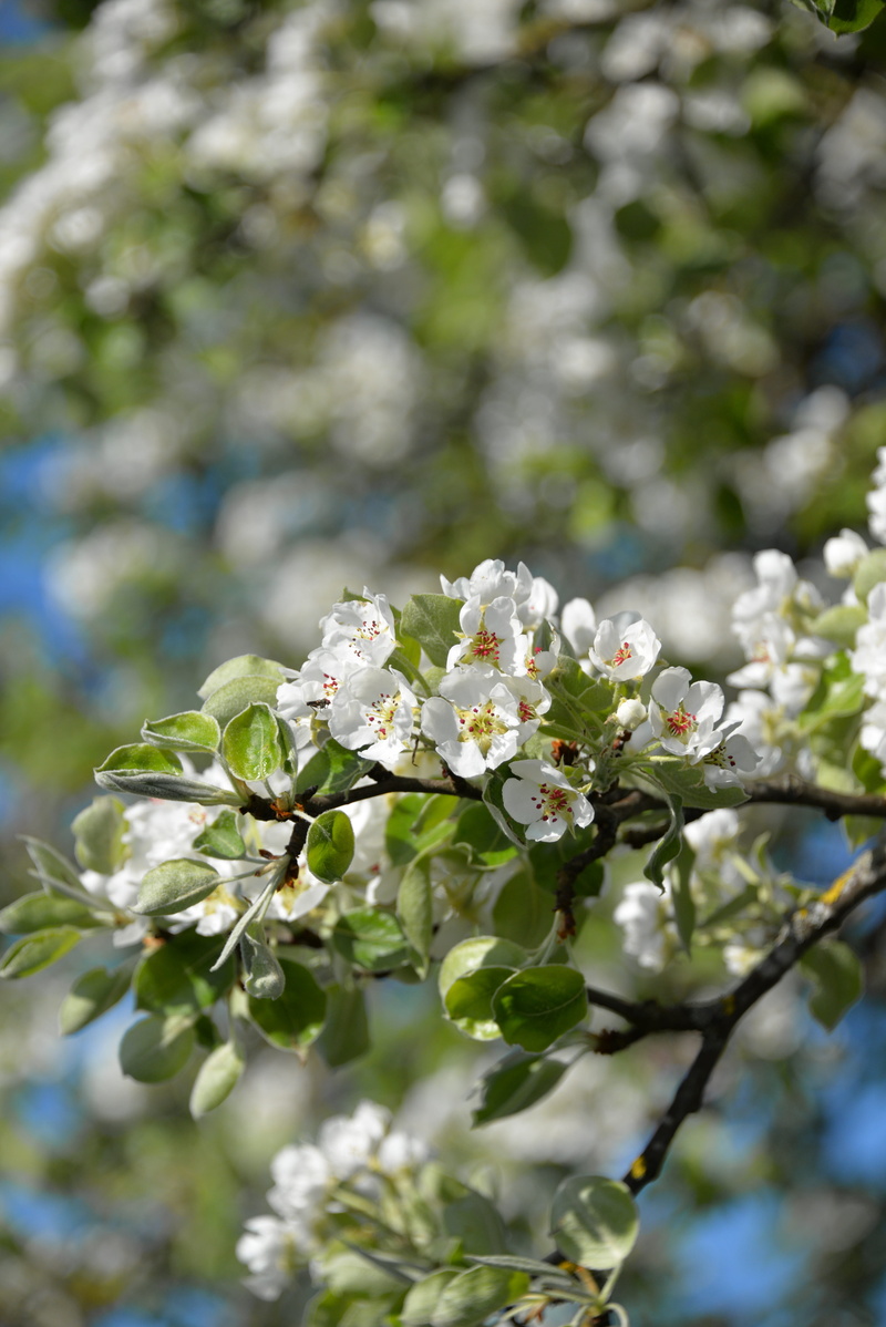 green, beauty in nature, cherry tree, field, blue, morgenstimmung, focus on foreground, vulnerability, fruit tree, springtime, flowers, outdoors, branch