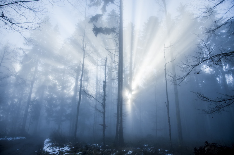 Light Beam, landscape, no people, environment, 4K, light, woodland, day, beauty in nature, winter, fog, tranquility, snow, nature, flooded, Forest, Mood