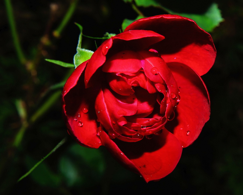 beauty In Nature, no people, bloom, close, freshness, light flooded, flower head, springtime, petal, day, plant, growth, blossom, rose - Flower, focus on foreground