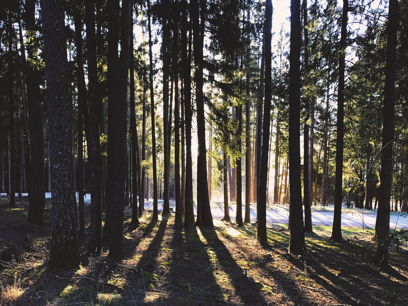 autumn forest, growth, sunlight, plant, flooded, outdoors, forest, tree trunk, trees, abundance, remote, landscape, forests, no people, day, non-urban scene
