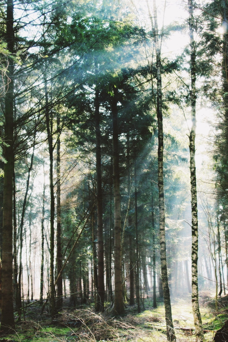 environment, trees, scenics - nature, sun, sunshine, atmosphere, atmospheric, tranquility, time, trunk, back light, sunlight, land, nature, away, forest path