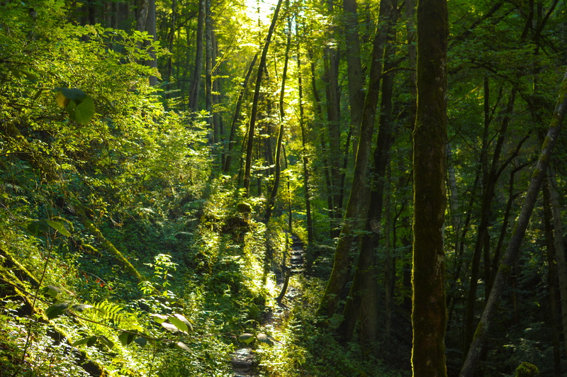 outdoors, shadow, fern, lush foliage, scenics - nature, leaves, trail, land, tranquility, sunlight, 5K, forest, wutach, tree, light, bamboo - plant, flora