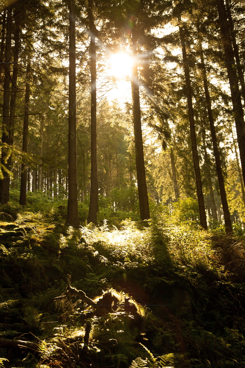tree trunk, sun, tree, sunbeam, growth, streaming, green, backlighting, light, lens flare, mood, scenics - nature, plant, outdoors, shadow, bright, flooded