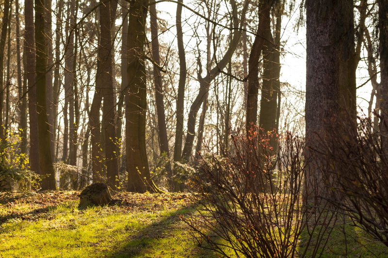 nature, light beam, mood, sunlight, autumn, scenics - nature, tranquil scene, outdoors, trunk, green, forests, spring, light, environmental protection