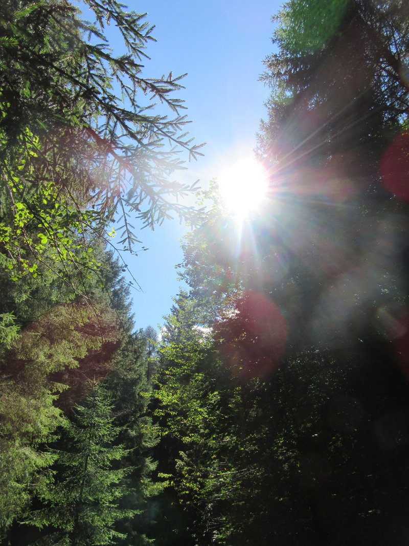 tree, sky, coniferous tree, light, plant, day, solar flare, tranquil scene, blue sky, streaming, no people, 5K, sunlight, sunbeam, land, rays, beauty in nature