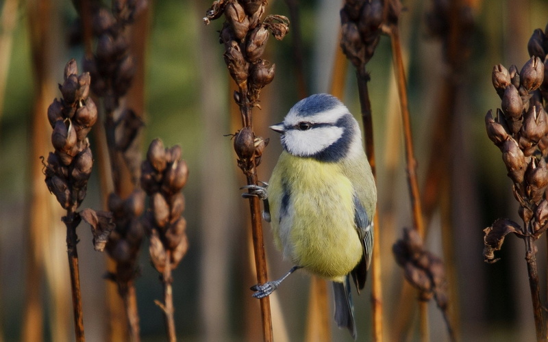 1080P, Birds, Bird, Titmouse, Eurasian Blue Tit