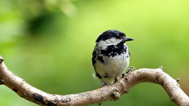 branch, no people, 1080P, vertebrate, focus on foreground, perching, nature, plant, tree, full length, black color, close-up, animal, green background