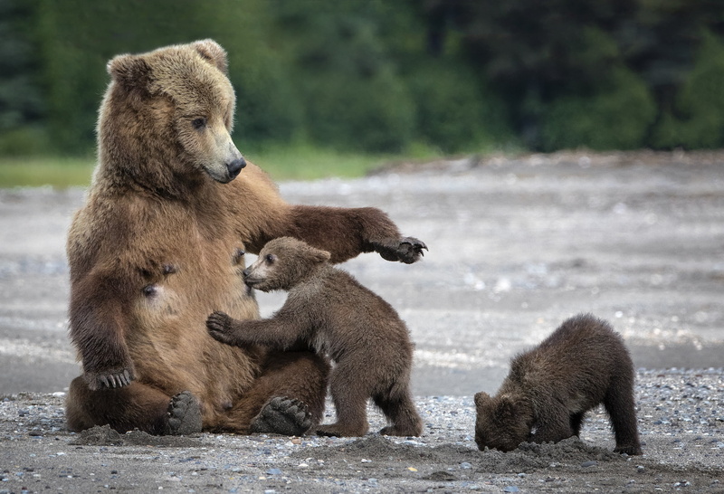 sand, 1080P, mom, tit, bear, bears