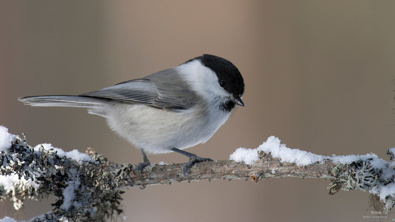 Birds, willow, 2K, tit