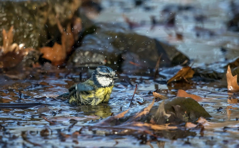 Titmouse, birds, Eurasian blue tit, 1080P, animals, nature, water