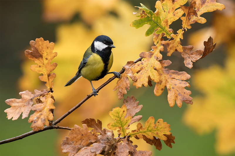 oak, leaves, bird, 1080P, tit, branch, background
