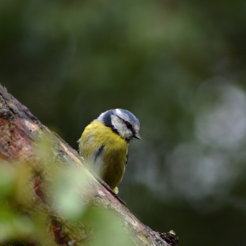 wildlife, green bird, outdoors, animal, blue, bird, Blue Tit, 4K, animals In The Wild, cyanistes, GARDEN, tree, tit, nature, beak, selective, photography