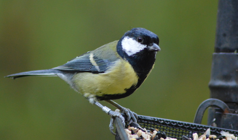 5K, black, wildlife, Tray, REVIVAL, animal, BIRD, yellow, tit, feather, GARDEN, Great Tit, beak, nature, great