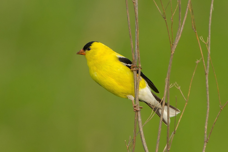 animal wildlife, day, vertebrate, animal, animal themes, songbird, birds animals, one animal, animals in the wild, perching, outdoors, bird, branch, focus on foreground