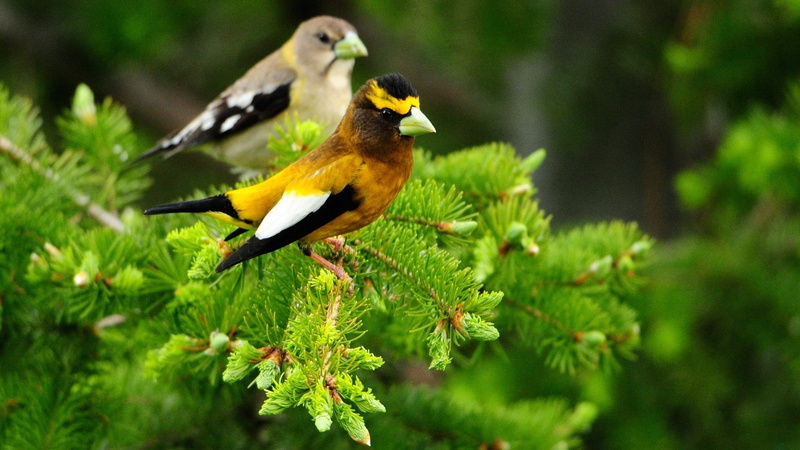 goldfinch, focus on foreground, nature, plant part, beauty in nature, animals in the wild, branch, 1080P, finch, animals, great tit, plant, one animal