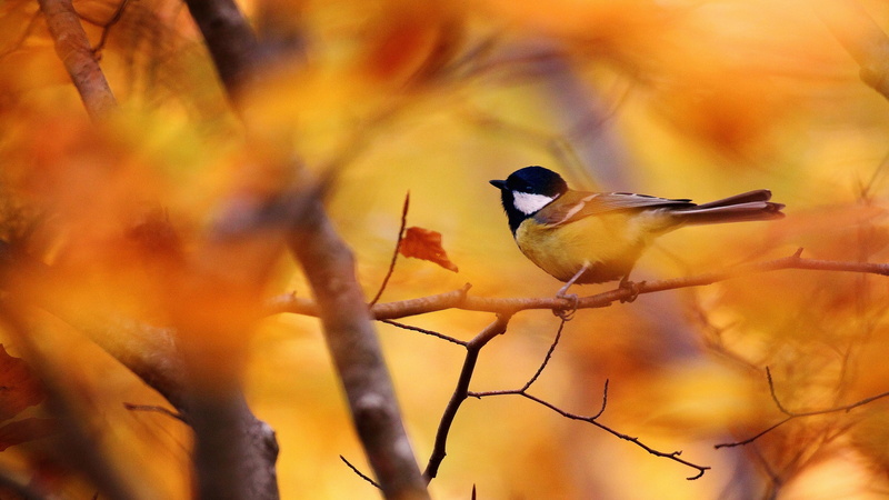 tree, autumn, blur, 4K, Tit