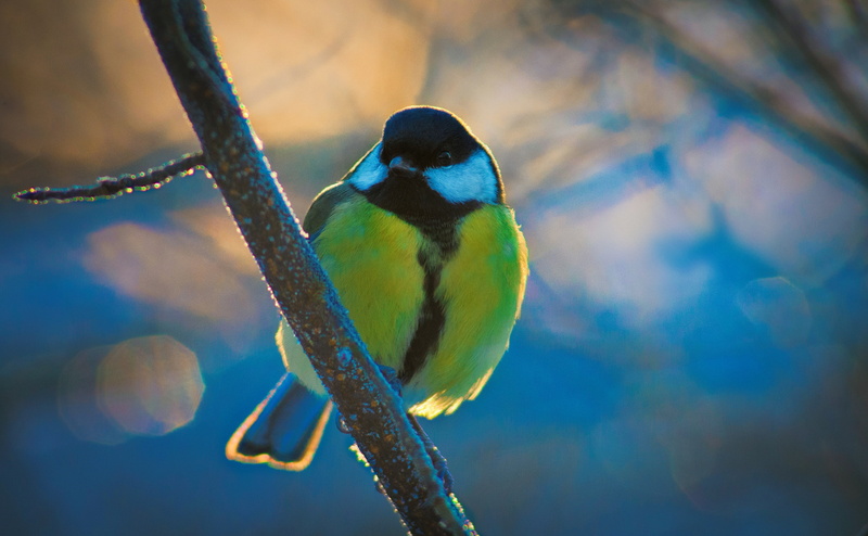 great, Animals, tit, twig, focus on foreground, songbird, Tree, white, nature, black, perching, bluetit, Bird, animals in the wild, animal themes, vertebrate