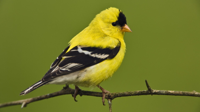 great tit, full length, yellow, outdoors, twig, perching, 1080P, animal themes, one animal, animals in the wild, 72, vertebrate, no people, animal wildlife