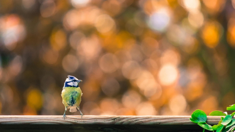 Eurasian Blue Tit, Titmouse, Birds, Bird, 1080P
