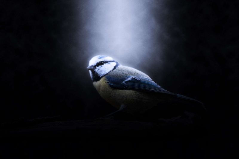 wildlife photography, animals in the wild, blue, bird, one animal, dark, blue tit, no people, garden, ray of light, powerful, full length, small bird, animal