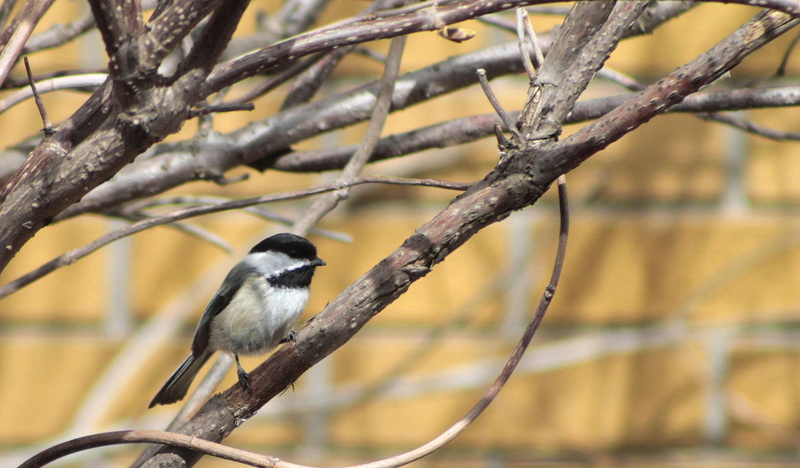 nature, mesange, no people, 1080P, bird, perching, bare tree, full length, tit, outdoors, close-up, one animal, looking, vertebrate, focus on foreground