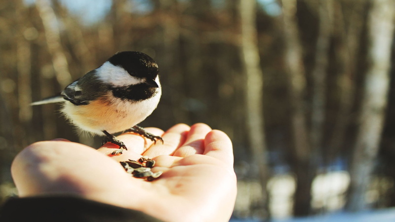 great tit, day, one animal, animal wildlife, close-up, Beautiful, holding, hand, human hand, birds, vertebrate, unrecognizable person, 1080P, wild, outdoors