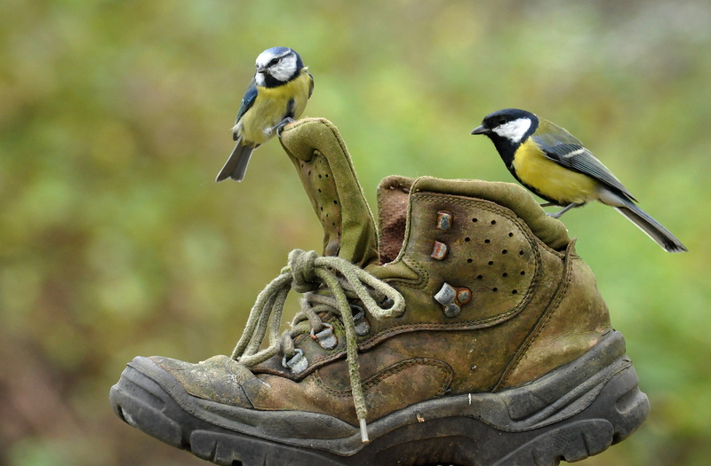 focus on foreground, group of animals, great tit, animal, nature, yellow, Tits, bird feeder, two, birds, vertebrate, 2K, animals in the wild, bird, Shoe