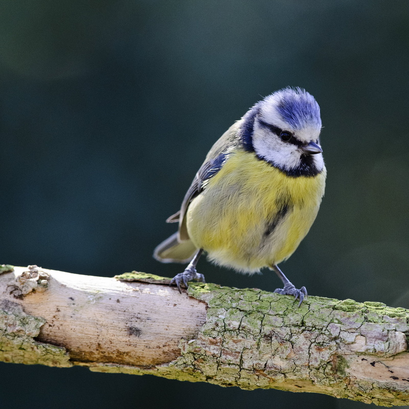 2K, animals In The Wild, tree, animal, bluetit, tree branch, blue, gear, tit, branch, white, premium, blue tit, bronze, bird, yellow, purple, feathered