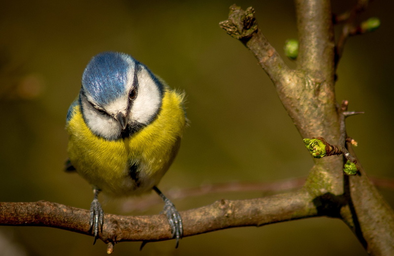 Animal, Birds, Bird, Blue Tit, Branch, Titmouse, 1080P