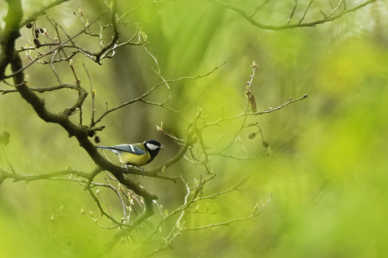 nature, rain, branch, one animal, no people, plant part, outdoors, animal wildlife, bird, animals in the wild, green color, animal, tree, day, growth, perching
