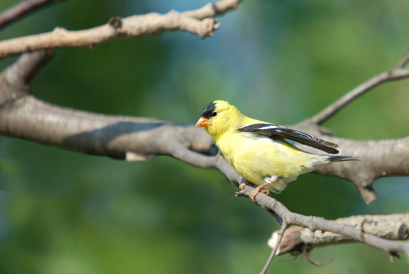 Goldfinch, Blurring, animal themes, Branch, yellow, 1080P, one animal, outdoors, Sit, focus on foreground, day, no people, Bird, plant, great tit, vertebrate