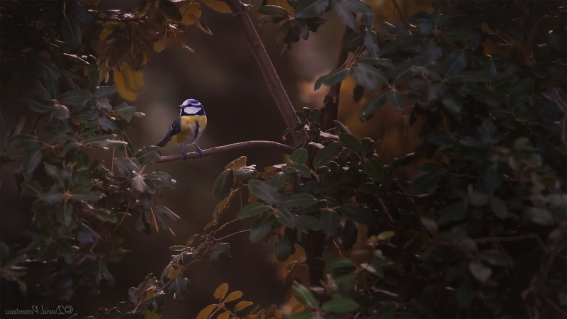 bird, growth, photography animals, nature, animals in the wild, branch, animal themes, perching, animal wildlife, great tit, no people, one animal, tree