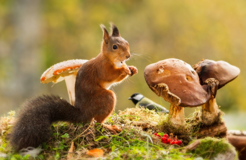 Rowan, berries, grass, 1080P, bird, protein, mushrooms, tit, rodent, animal