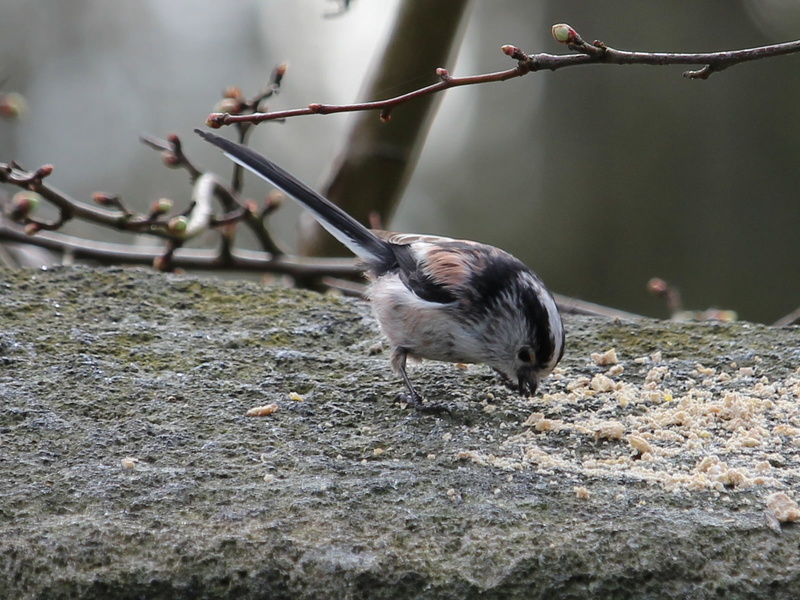 amateur photography, arthropods, animal, eating, branches, Explored, Long Tailed Tit, near, bird, Trent and Mersey Canal, Wheelock, bird watching, small