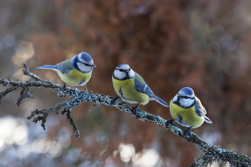 Tits, branch, bokeh, trio, birds, 1080P, nature, Atte Röyskö