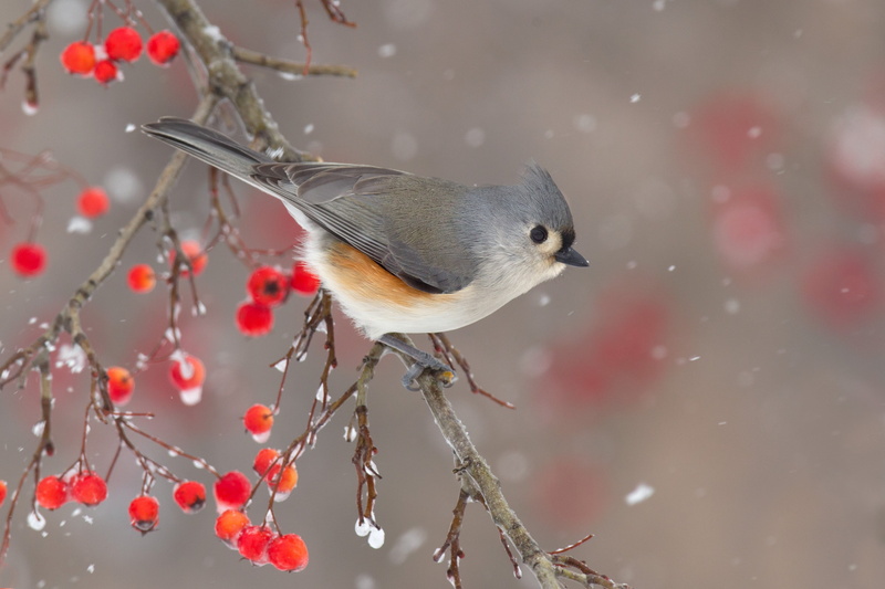 berries, snow, bird, crested tit, 2K, branch, bokeh, winter, nature