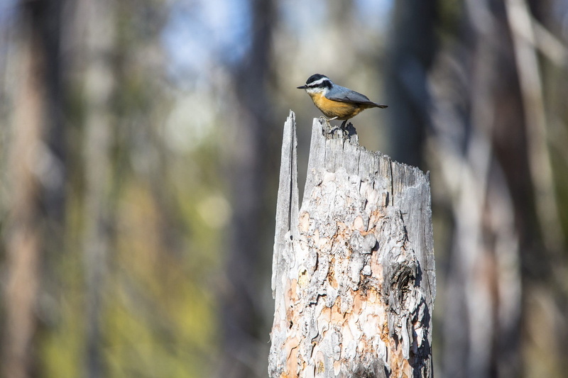 trunk, focus, perching, animal, forest, wildlife, wood - material, photography, no people, focus on foreground, lichen, animal wildlife, great tit, wild