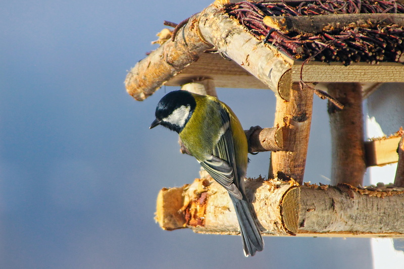 animals in the wild, outdoors, one animal, vertebrate, sky, animal wildlife, day, 2K, birds, low angle view, tit bielolíca, bird, bird feeder, great tit