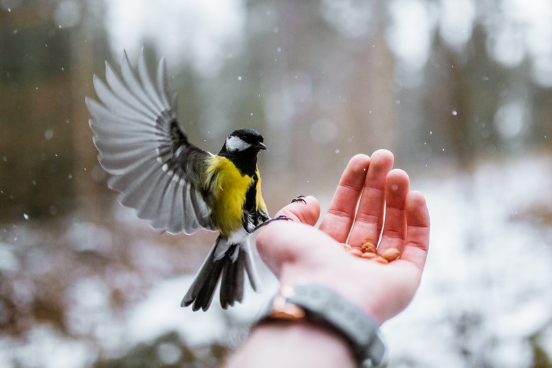 woodland, yellow, hand, cold - Temperature, flight, snowing, at one with nature, winter, great tit, cute, gray, holding, snowfall, wing, snow, day, nature